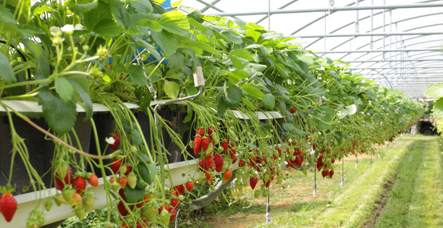 UCHC Completes Acquisition of 51% of Shaanxi Prosperous Agriculture