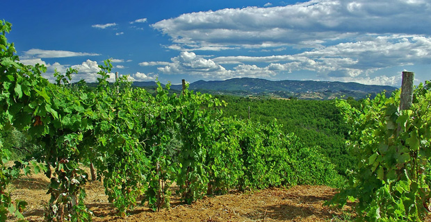 A vineyard’s ambitions for a bouquet from Brazil