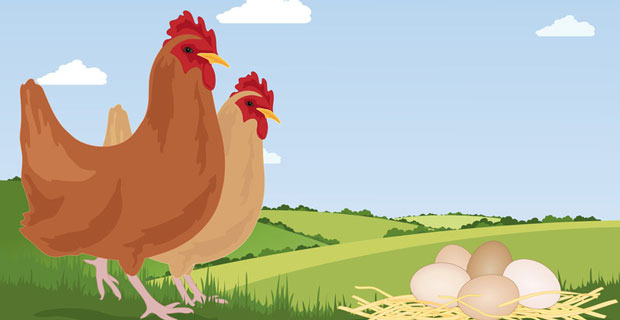 Boehringer to bid for poultry vaccine maker Lohmann