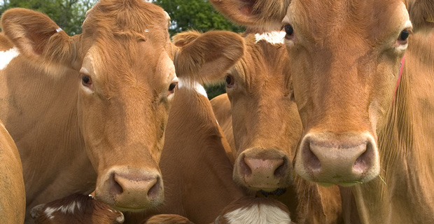 Russia Invests in American Cows