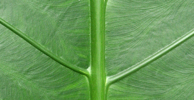 Moringa Fund, an Agroforestry Sector Investment Vehicle, Reaches First Close