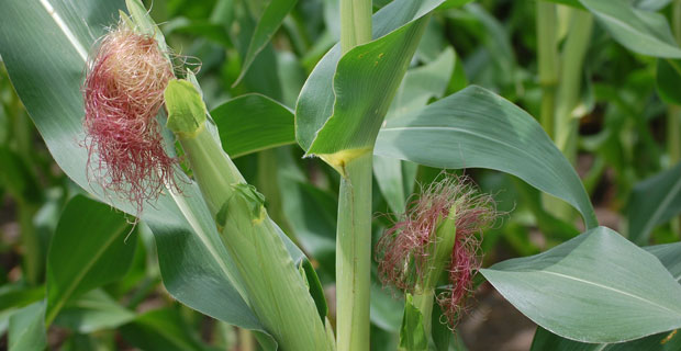 Phatisa says closes African Agriculture Fund at $243 mln