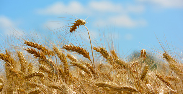 Producer of Pasta, Biscuits and Flour in Brazil