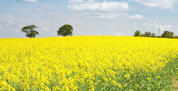 Eric Schmidt’s Farm2050 Collective Will Back Agriculture Tech To Feed Earth’s Growing Population