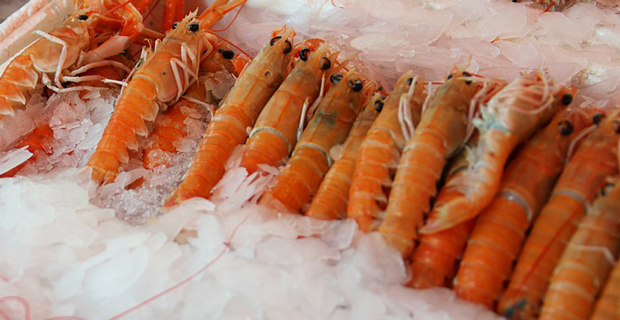 Startup Shrimp Farming Business in the US Seeking Funding
